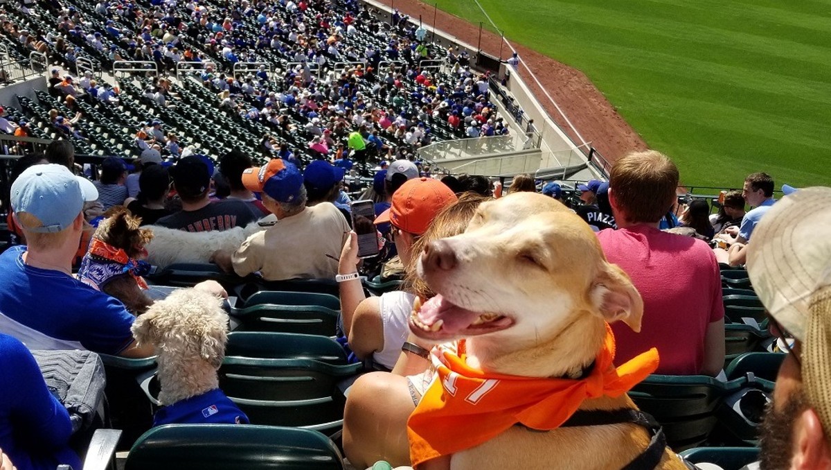 Perritos protagonizaron la 'Simba Cam' en el partido de los New York Mets (Especial)