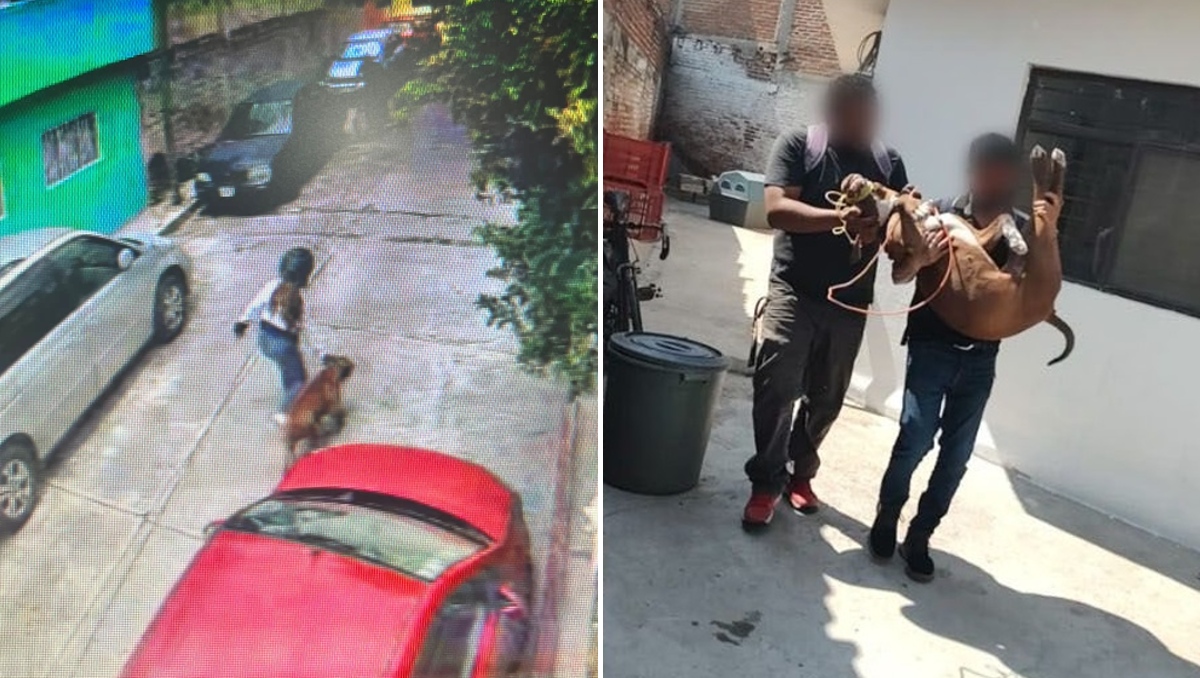 El pitbull, identificado como 'Tyson', fue asegurado por elementos de la Fiscalía de Morelos. | Twitter
