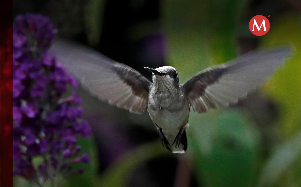 El colibrí tiene un gran simbolismo espiritual | EFE/EPA/LARRY W. SMITH
