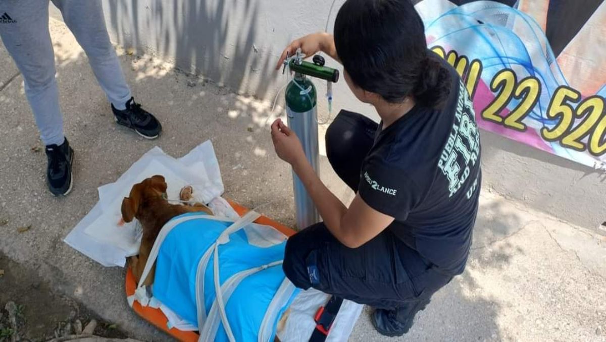 Explota pirotecnia en hocico de perrita callejera en Puebla | Especial