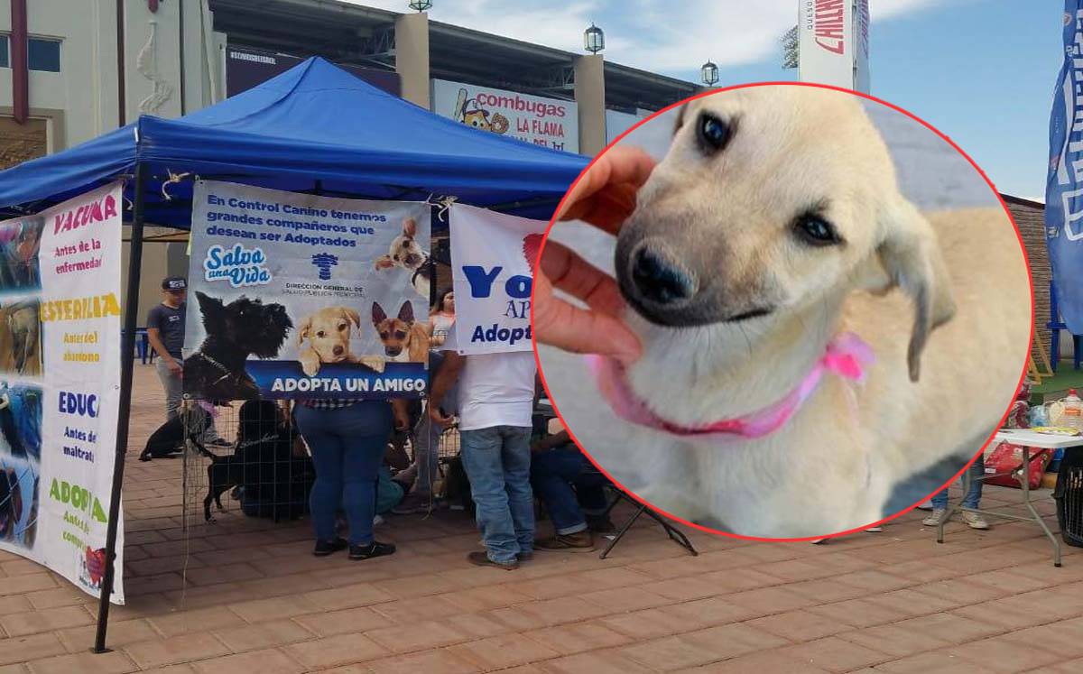 La perrita fue rescatada por segunda vez. (Cortesía)