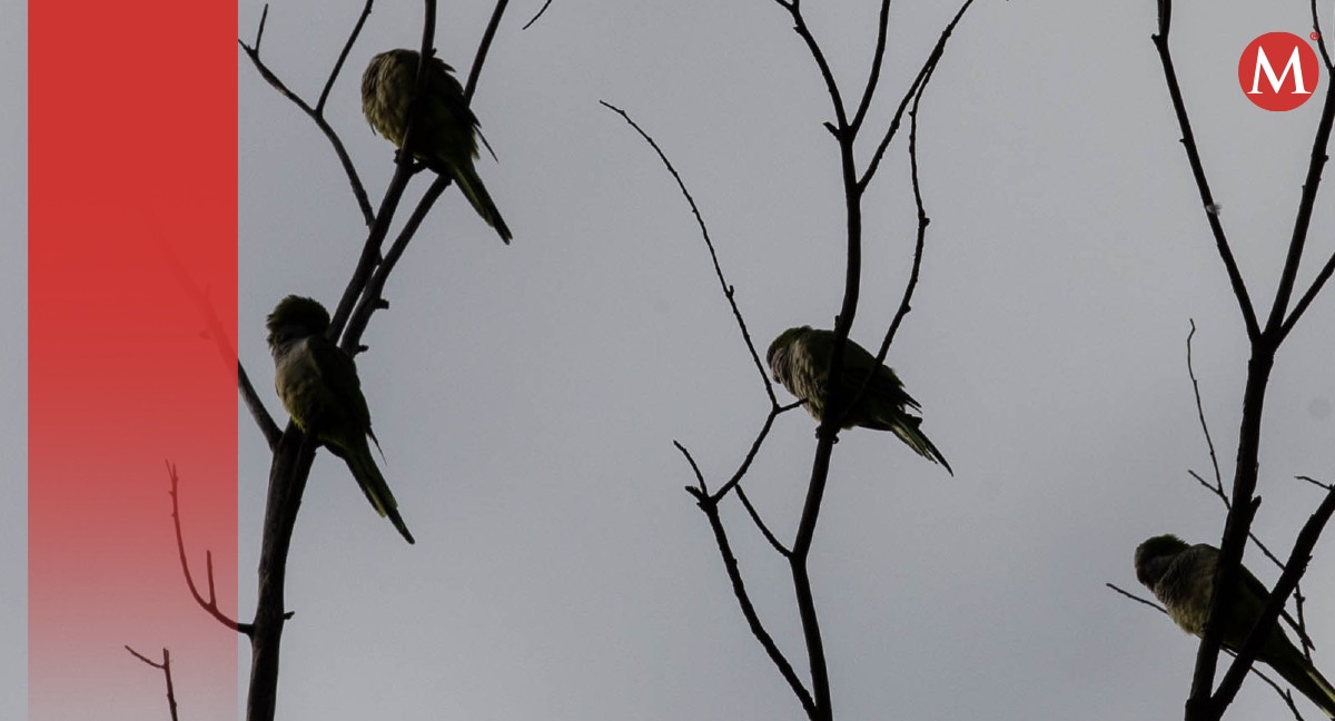 Cotorras argentinas amenazan con desplazar aves nativas de la CdMx | Especial