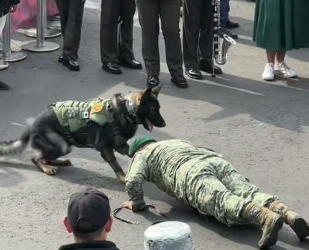 Perrito del Ejército mexicano hace lagartijas