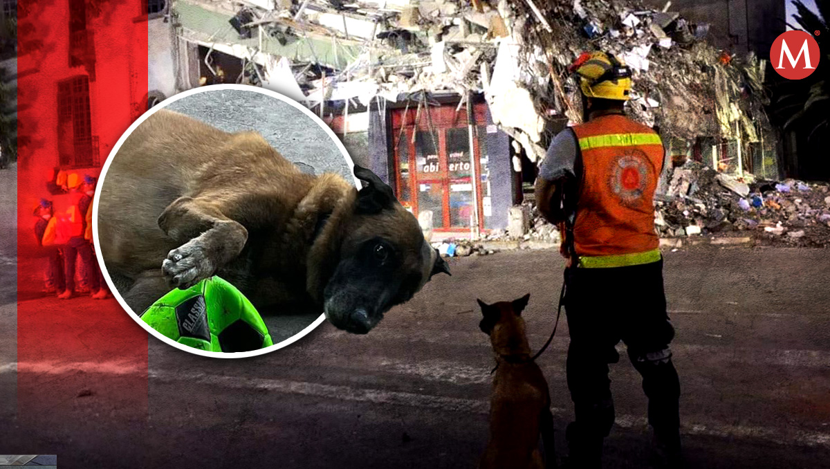 Perro rescatista necesita tratamiento médico | Margarita Salmorán