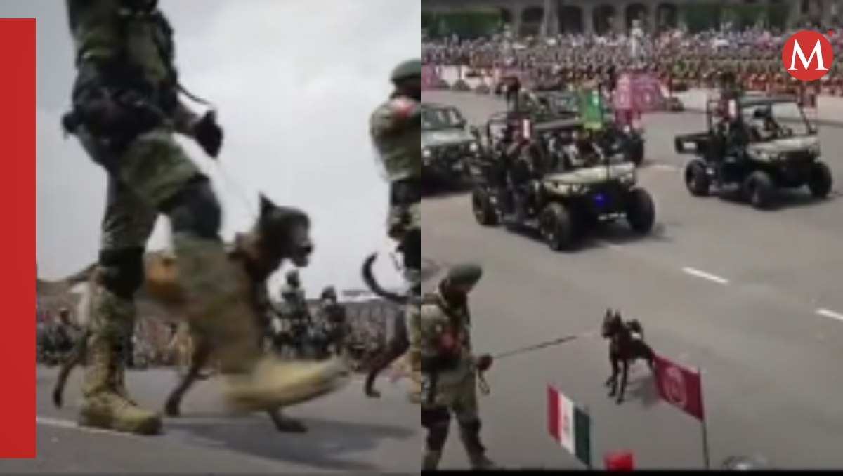 Perrito se vuelve viral en desfile