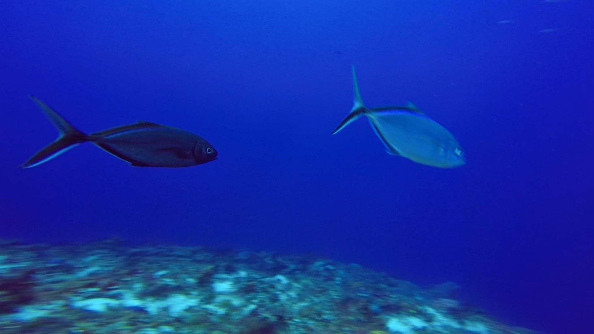 Identificando peces en el mar Caribe | Conexión Milenio