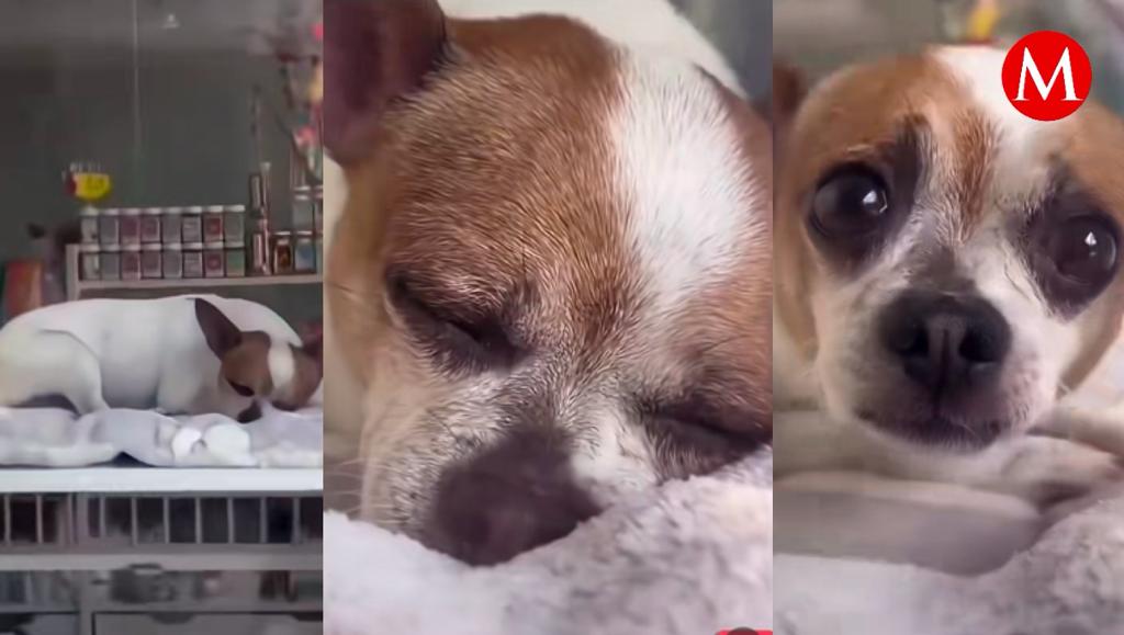 La adorable reacción fue captada en cámara y se volvió viral en redes.