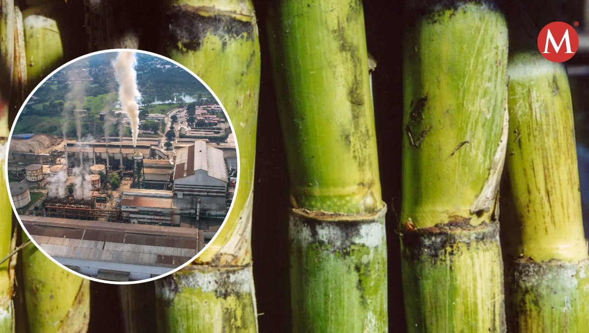 En norte de Veracruz y la Huasteca Potosina se elevó la producción de caña de azúcar.
