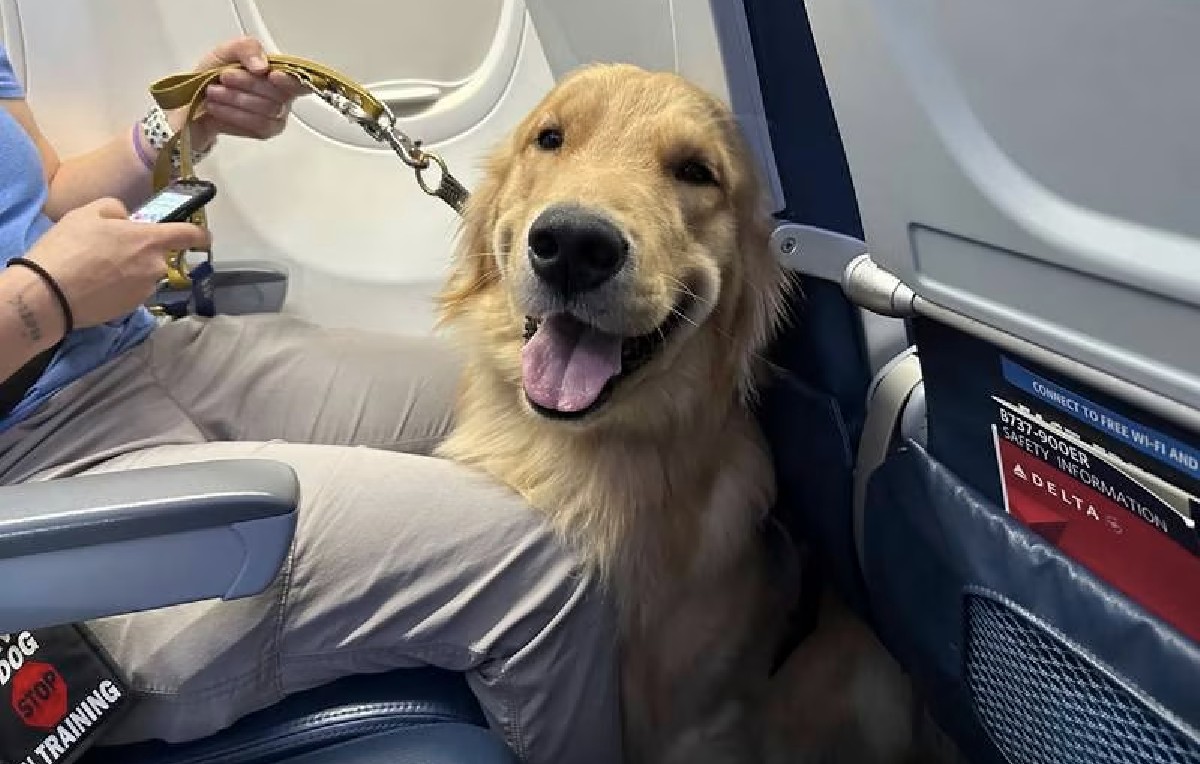 Perrito de compañía en el aeropuerto de Detroit (AP)