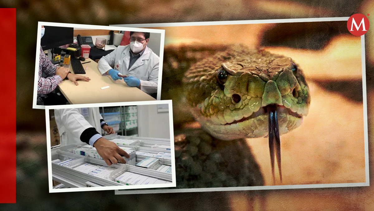 Sedesa informa que la CdMx esta capacitada para responder a emergencia por mordedura de serpiente (Foto: Especial)