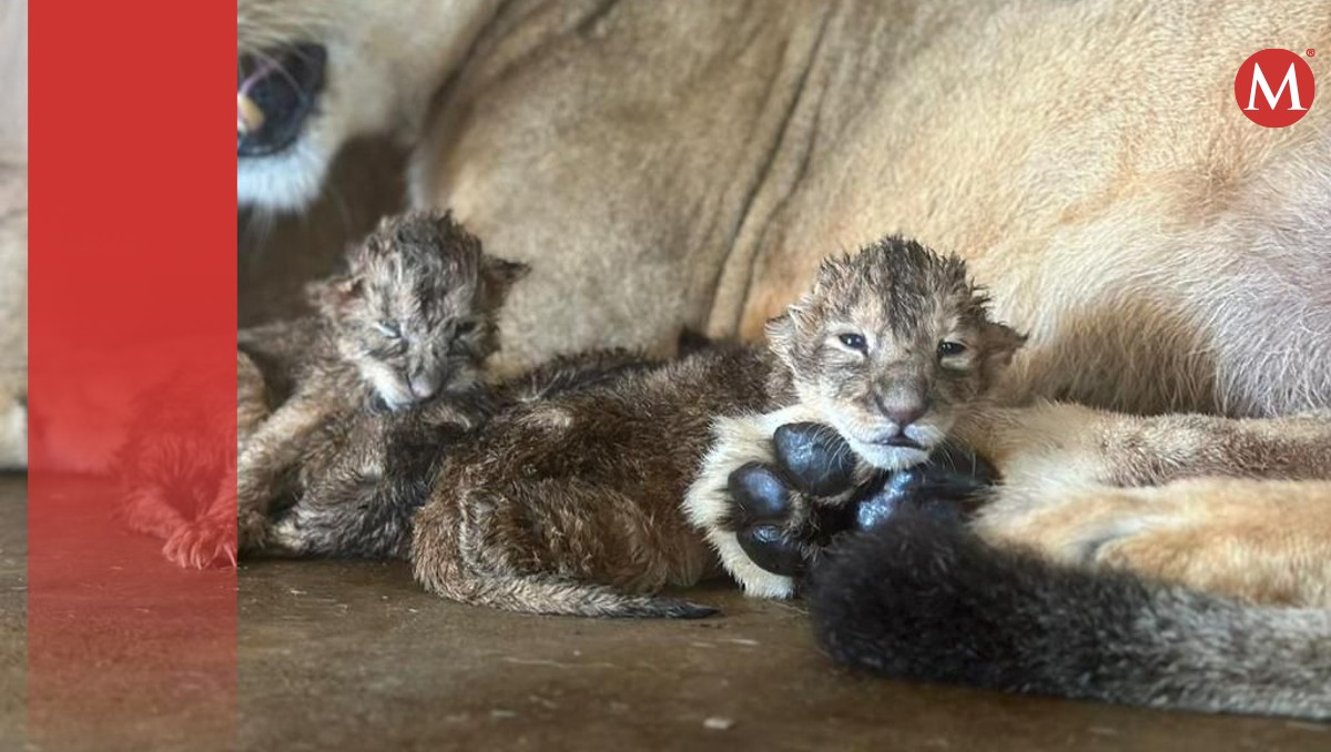 Cachorros de león africano nacen en zoológico de Nuevo Laredo.