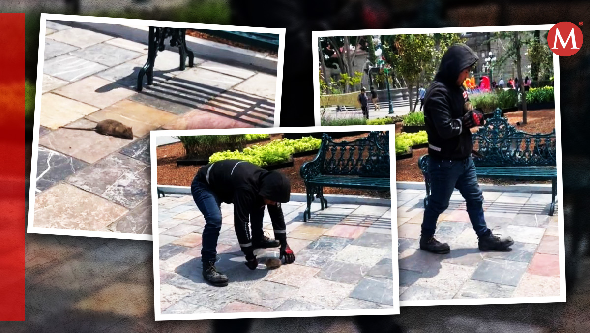 Encuentran rata en Zócalo de Puebla y hombre la adopta como mascota | TikTok | Diseño Milenio