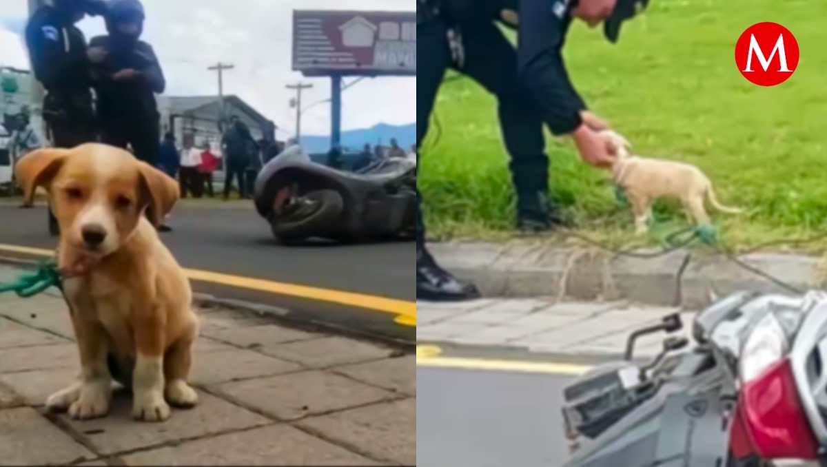 La reacción del cachorrito se volvió viral en redes sociales.