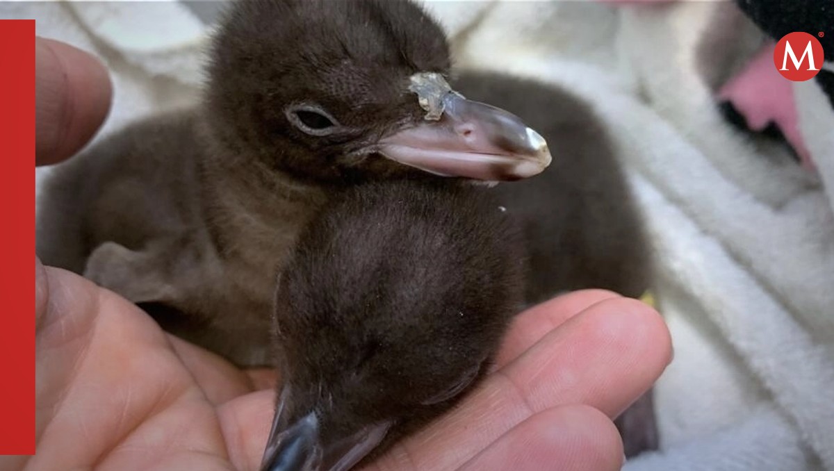 Pingüinos de Nueva Zelanda padecen enfermedad extraña | Especial