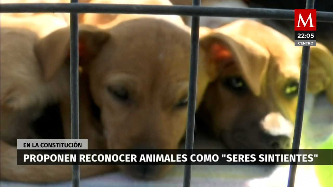Propuesta de enmienda en el Senado busca fortalecer los derechos de los animales