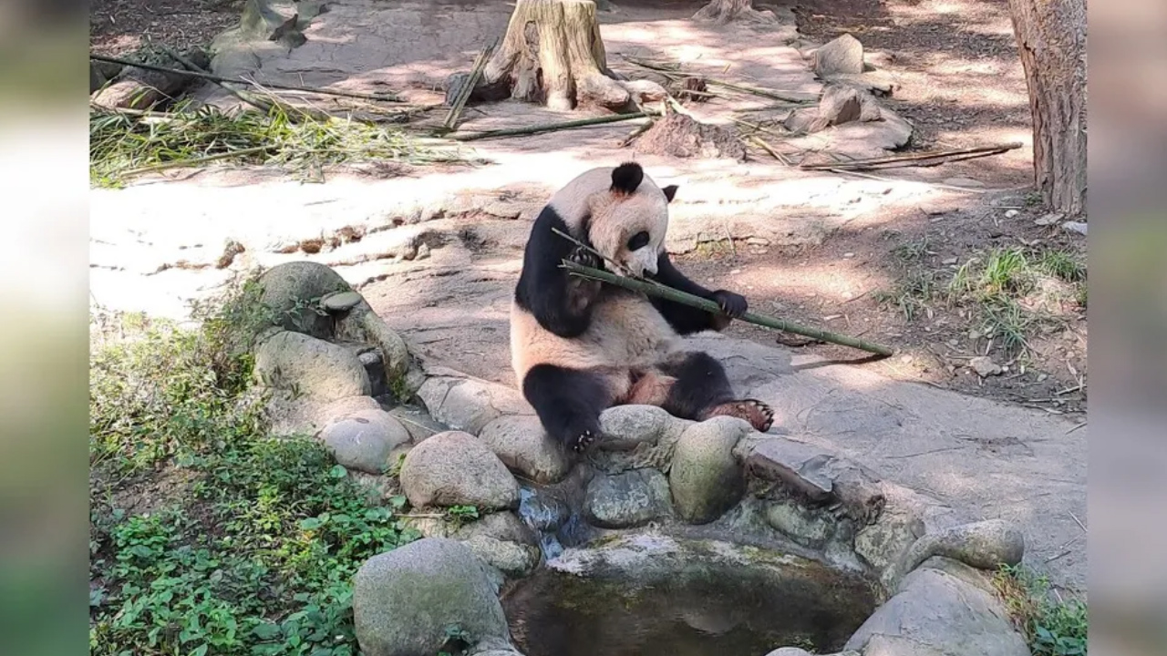 Xin Xin, la osa panda mexicana; es la única panda latinoamericana