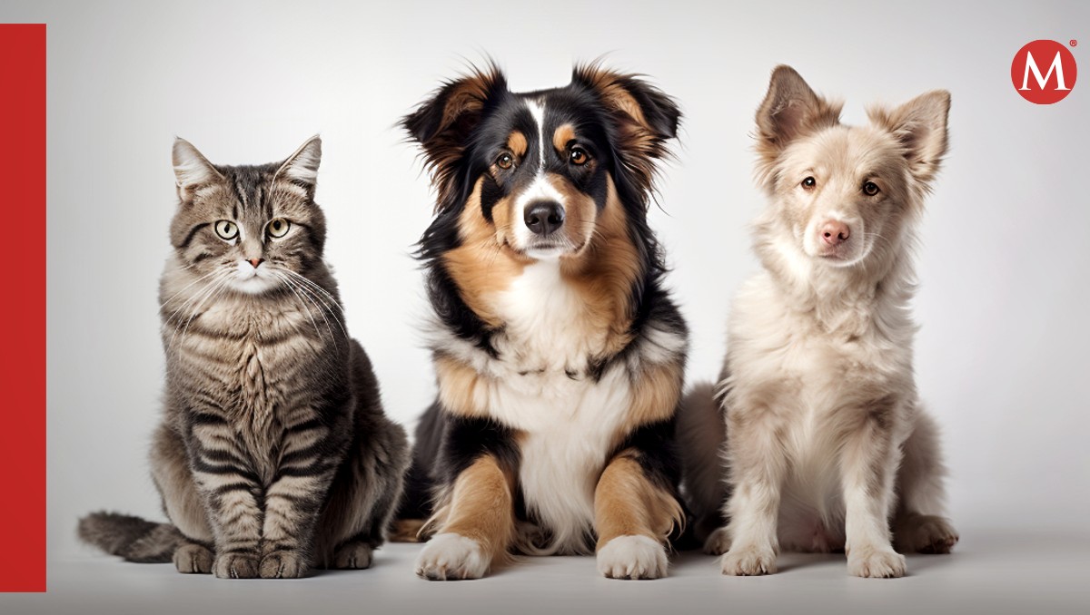 El estrés en las mascotas: comportamientos que podrían estar pasando desapercibidos