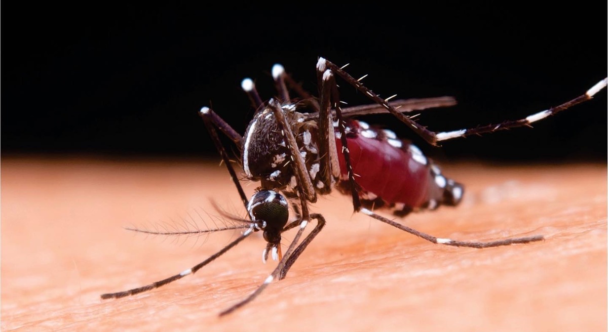 Menor muere por dengue; cifra se cuadruplicó a comparación de 2022 en QRoo | Pablo Vázquez