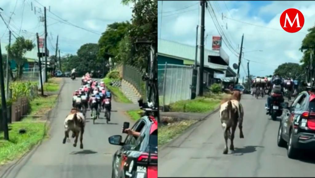 La vaca se volvió viral en redes sociales.