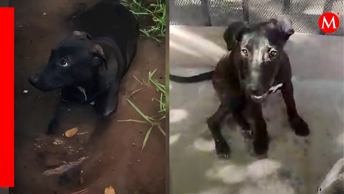 Negrita, cachorra abusada sexualmente en Sinaloa. | ESPECIAL