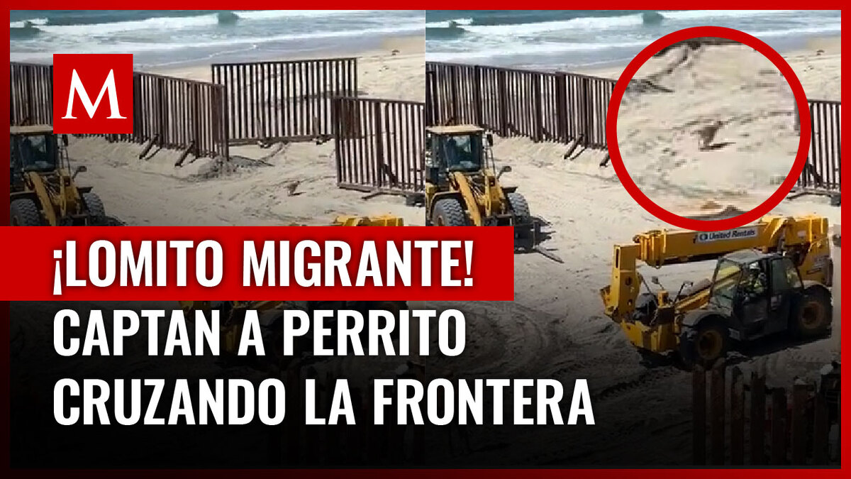 Perrito cruzó la frontera con EU mientras seguía a un grupo de migrantes en Tijuana