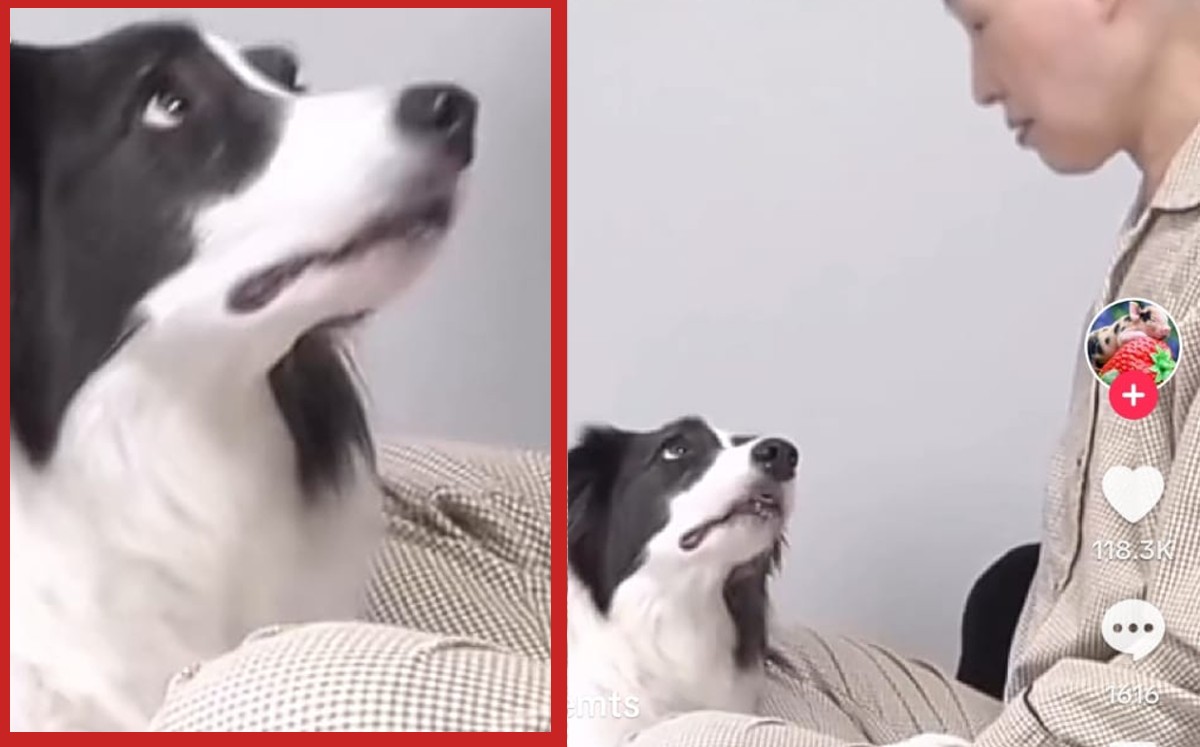 Perrito reacciona al ver a su dueña con cáncer