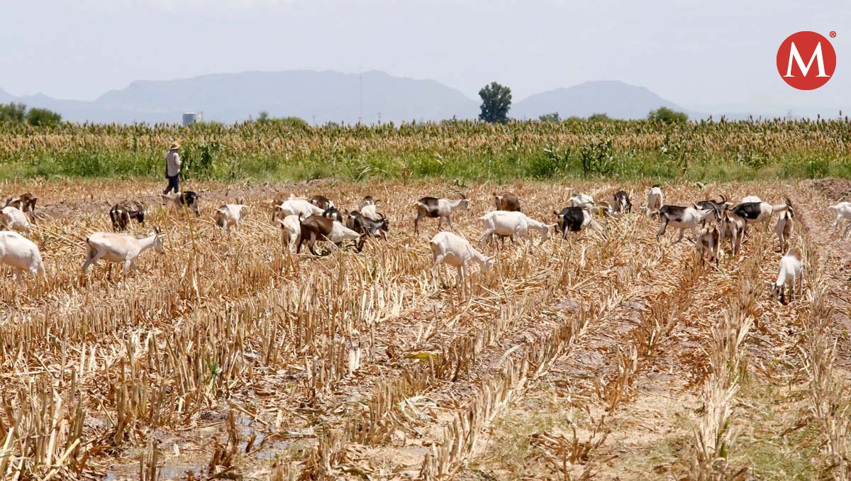 Sequía, escasez y carestía de productos golpea economía en Tamaulipas