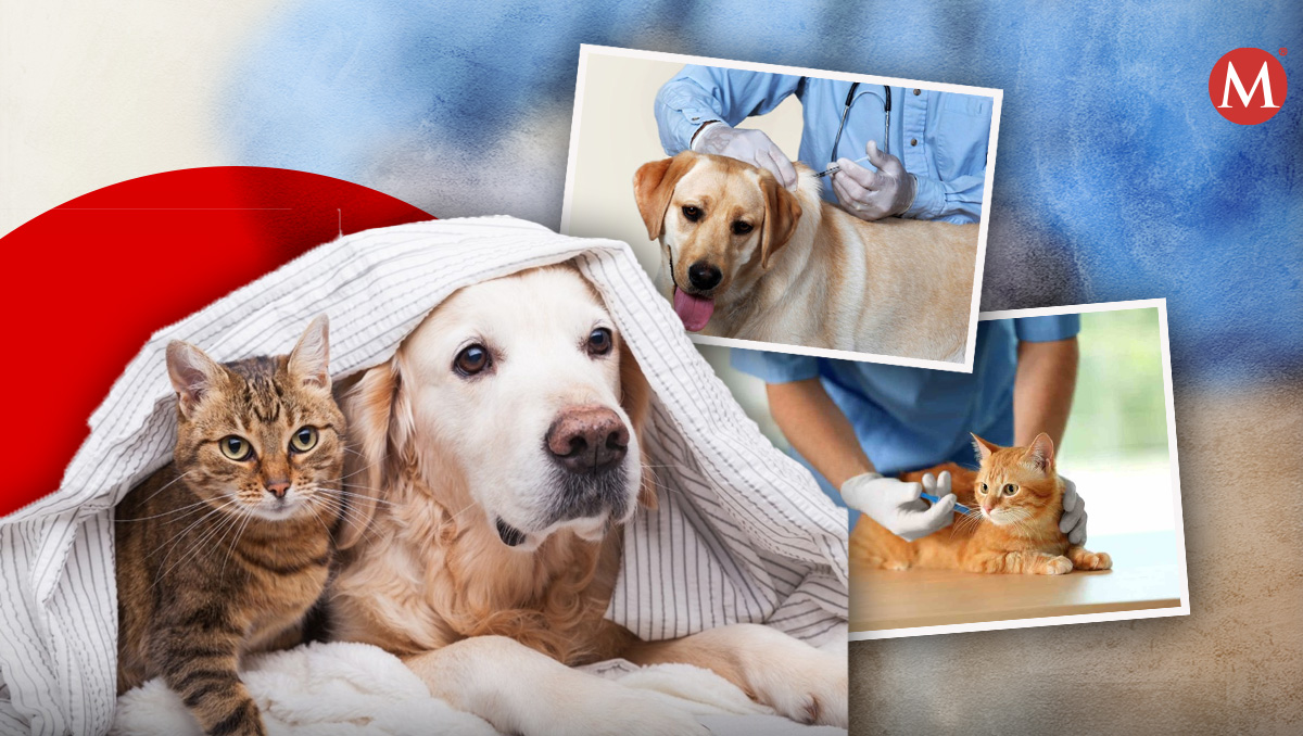 ¡Vacuna a tus mascotas! | Foto: Diseño