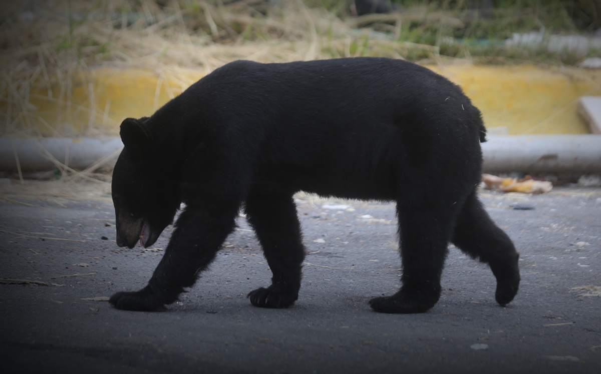 Datos curiosos de los osos negros que viven en el norte de México