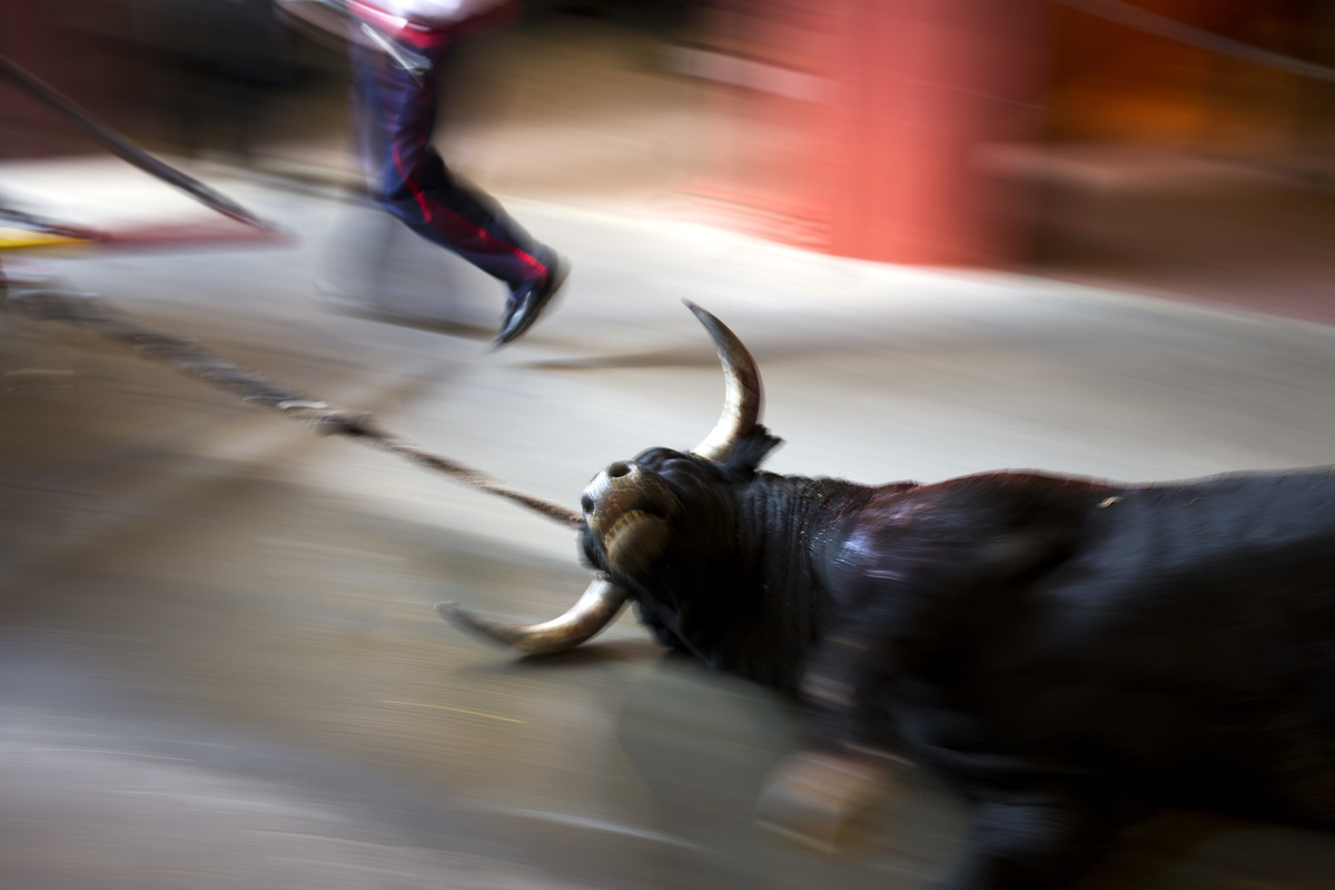 Ley de bienestar animal entra en vigor| Especial