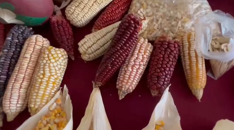 Oaxaca importará maíz por crisis climática | Oscar Rodríguez