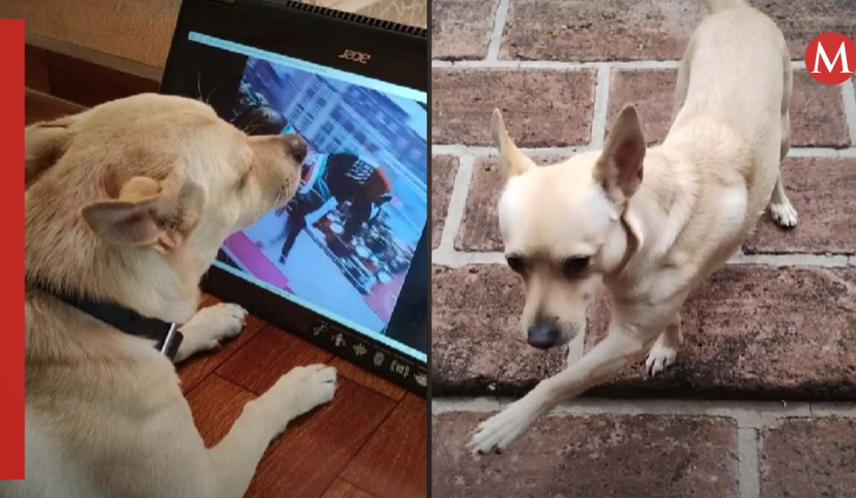 Perrito imita a un caballo / TikTok