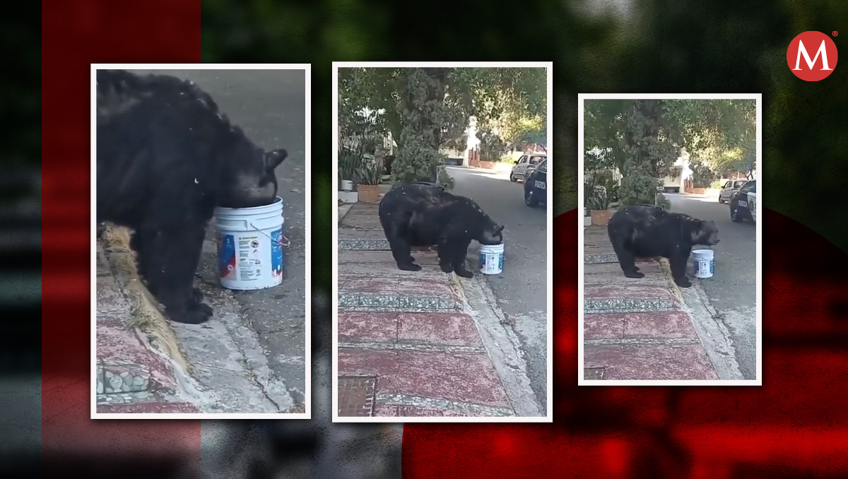 El oso fue visto en la colonia Ciudad Satélite | Especial