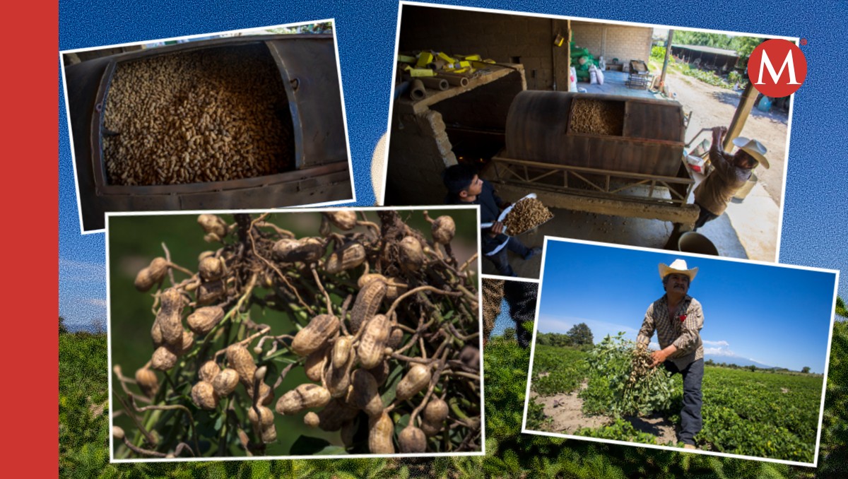 Siembra de cacahuate en Huaquechula | Andrés Lobato
