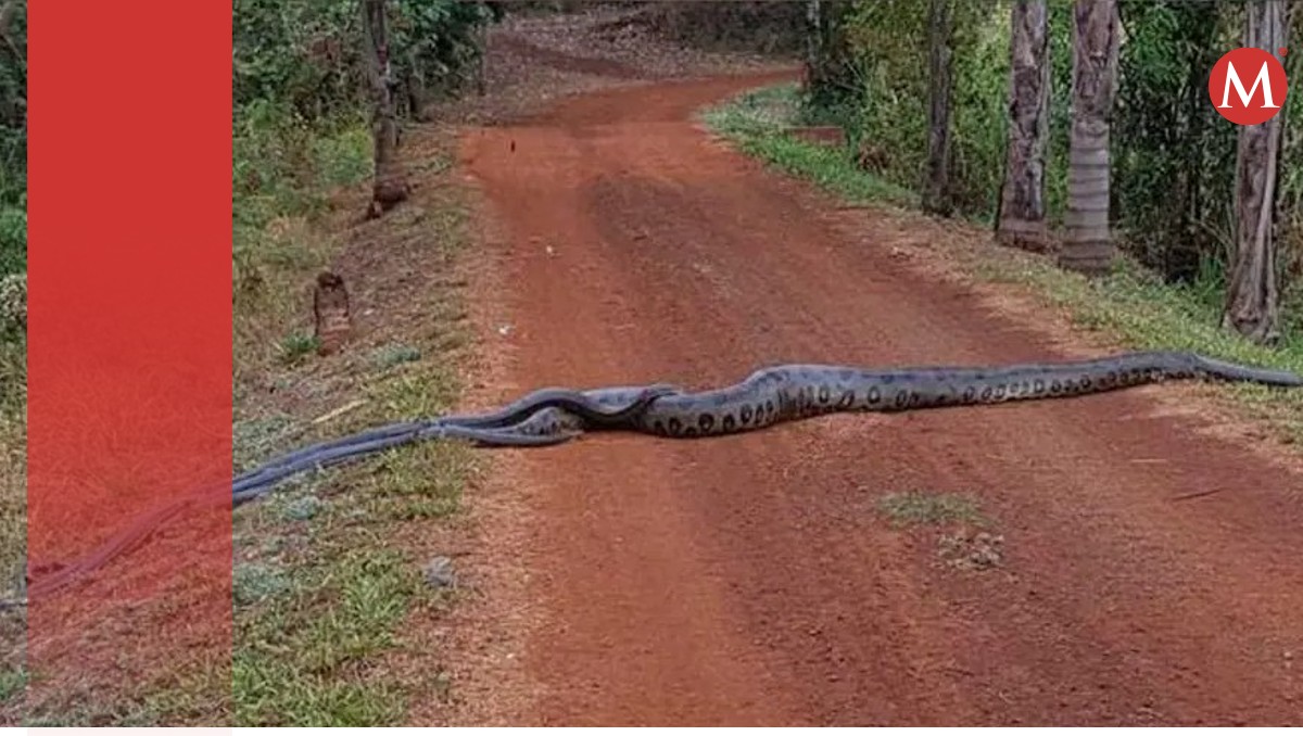 anaconda de 6 metros guía a serpientes más pequeñas