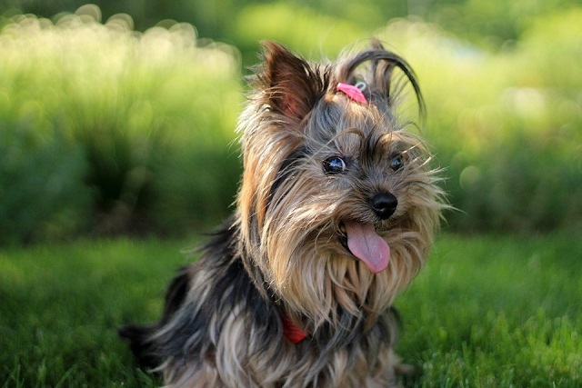 BUAP declara a Ciudad Universitaria como lugar pet friendly | Especial