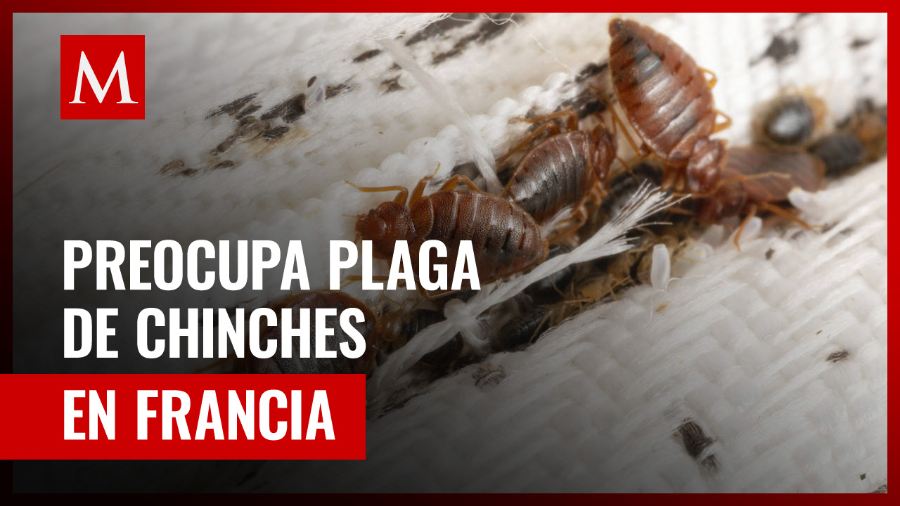 Francia implementa contraofensiva por la plaga de chinches que atraviesa