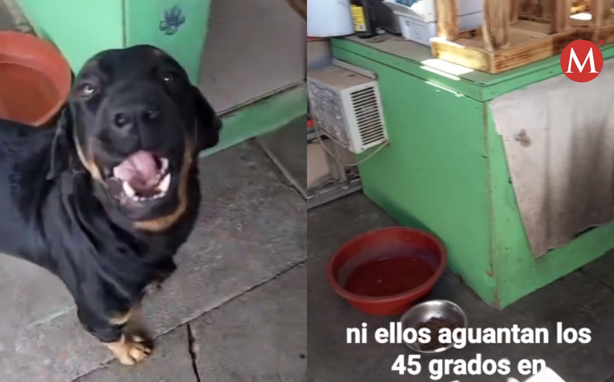 Perros tienen casa con aire acondicionado, video viral de Tik Tok