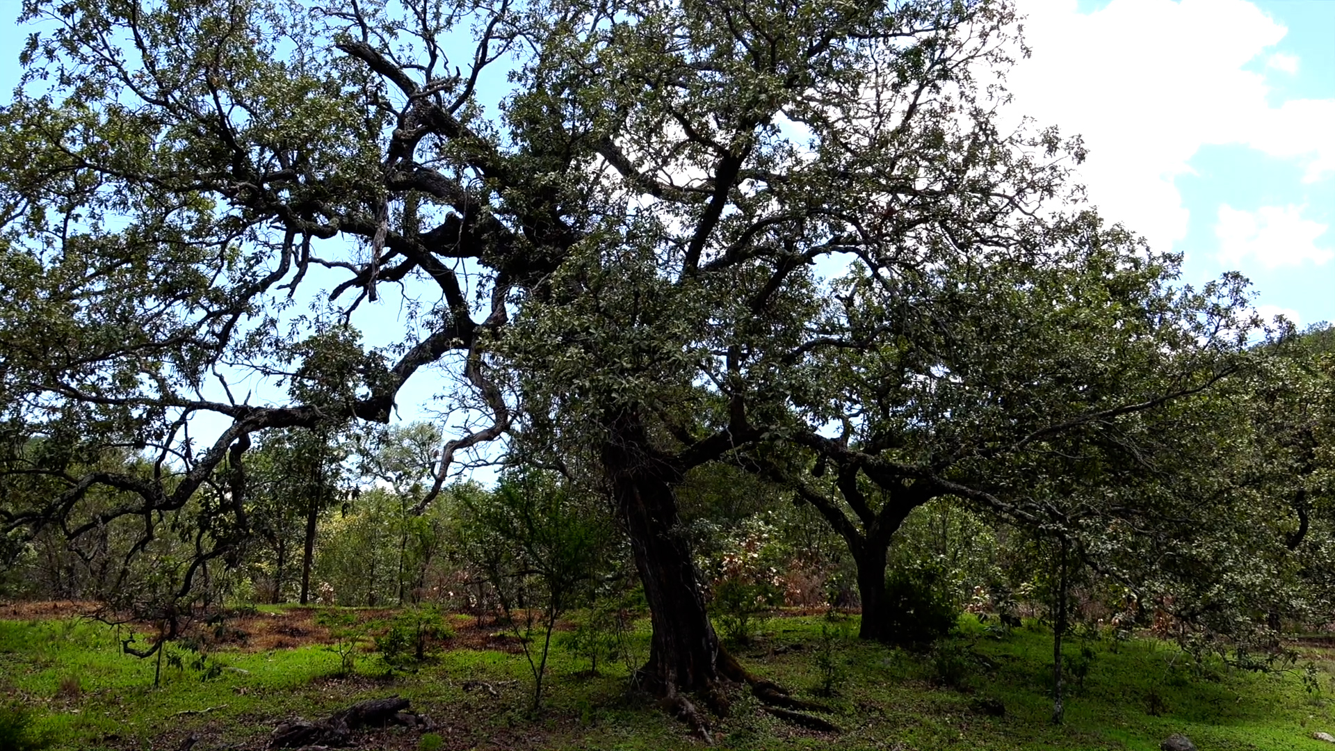 Los encinos árboles fabulosos Conexión Milenio Grupo Milenio
