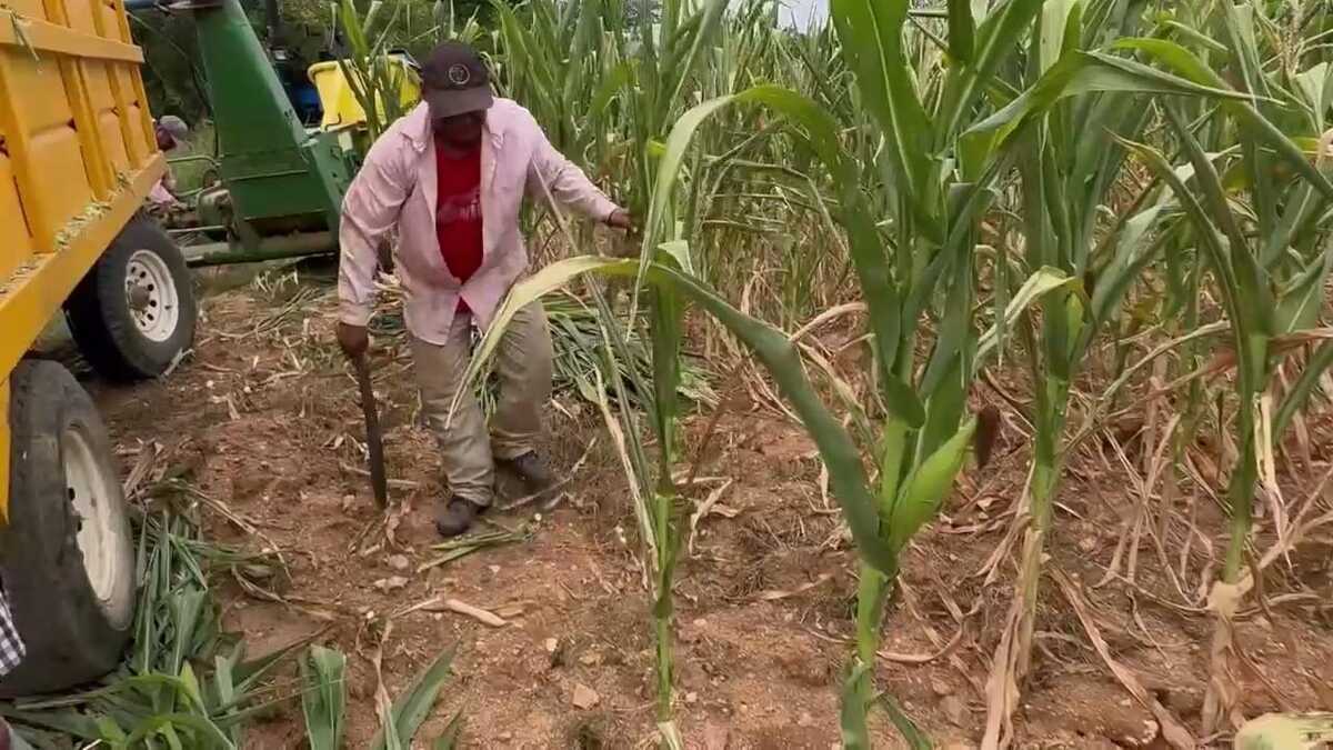 Campesinos de Cintalapa y Jiquipilas reportan pérdidas de maíz y frijol. (Especial)