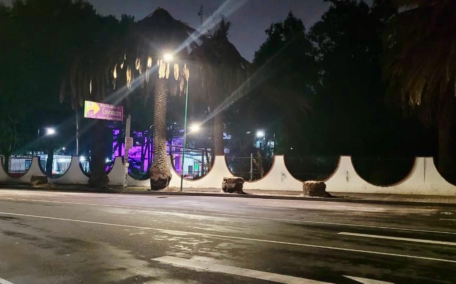 Derribo de palmeras en Coyoacán