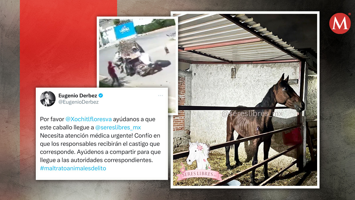 Tras un campaña en redes, donde incluso participó Eugenio Derbez, la yegua fue rescatada | (Diseño: Milenio)