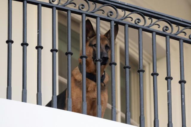 Commander, el perro de los Biden, deja la Casa Blanca | EFE