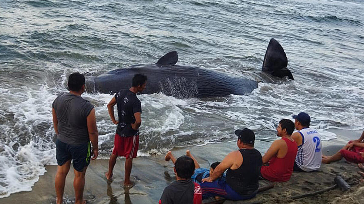 Pescadores intentaron ayudar a la ballena a regresar al mar en Tabasco. | EFE