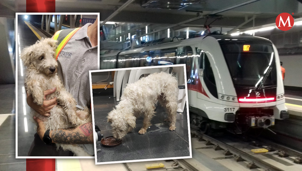 Rescatan a perrito perdido en la Línea 3. (Especial)