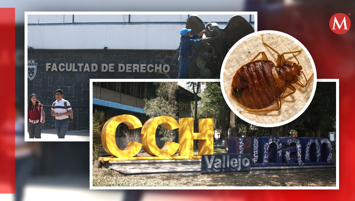Por las chinches, CCH y Facultad de Derecho suspenden clases | (Diseño: Milenio con fotos Cuartoscuro)