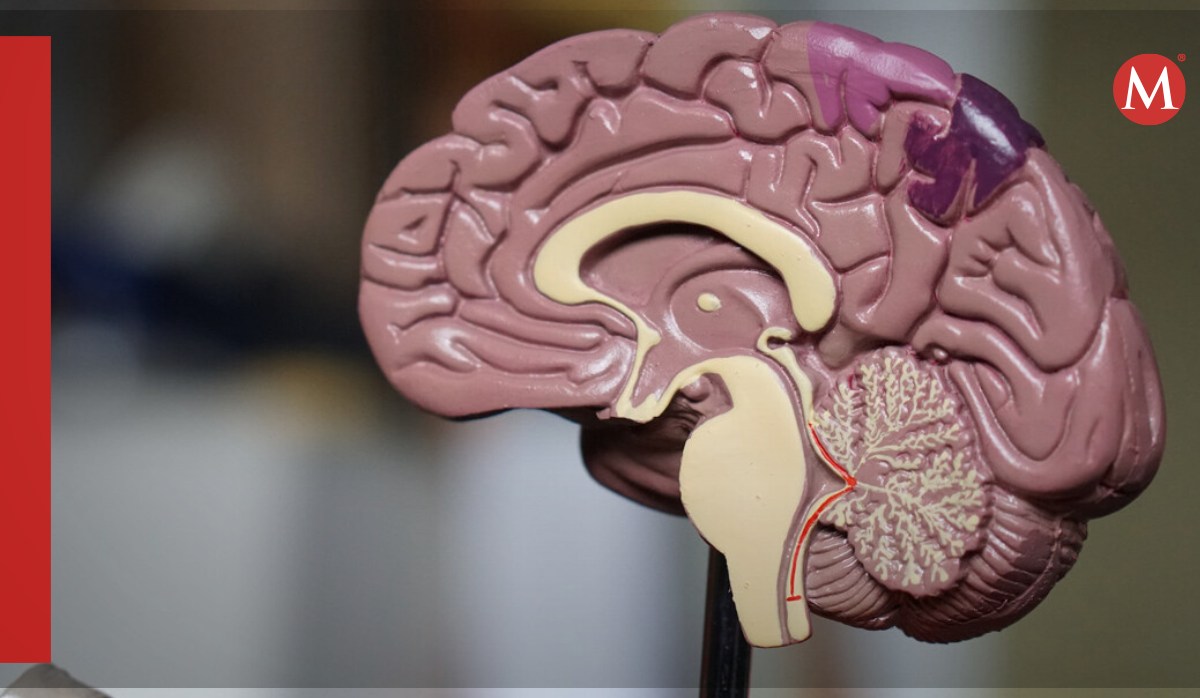 Estrógeno y la progesterona actuan sobre las neuronas | Twitter