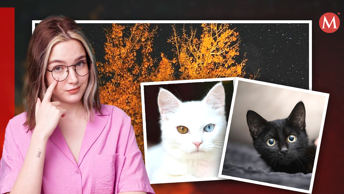 Gatos en Halloween