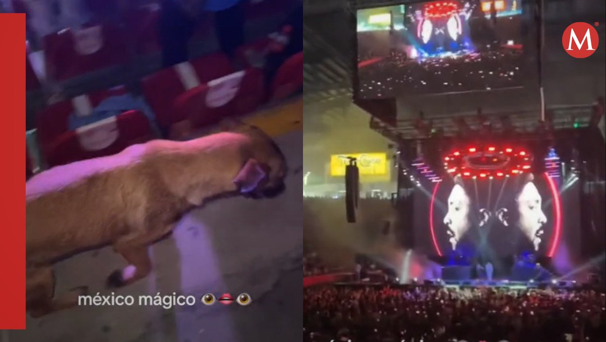 Perrito entra a concierto (Especial).