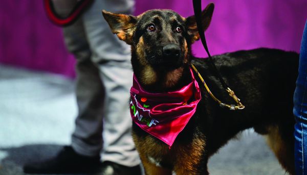 Se realizarán tareas de captura, basadas en estrategias de bienestar animal. Especial